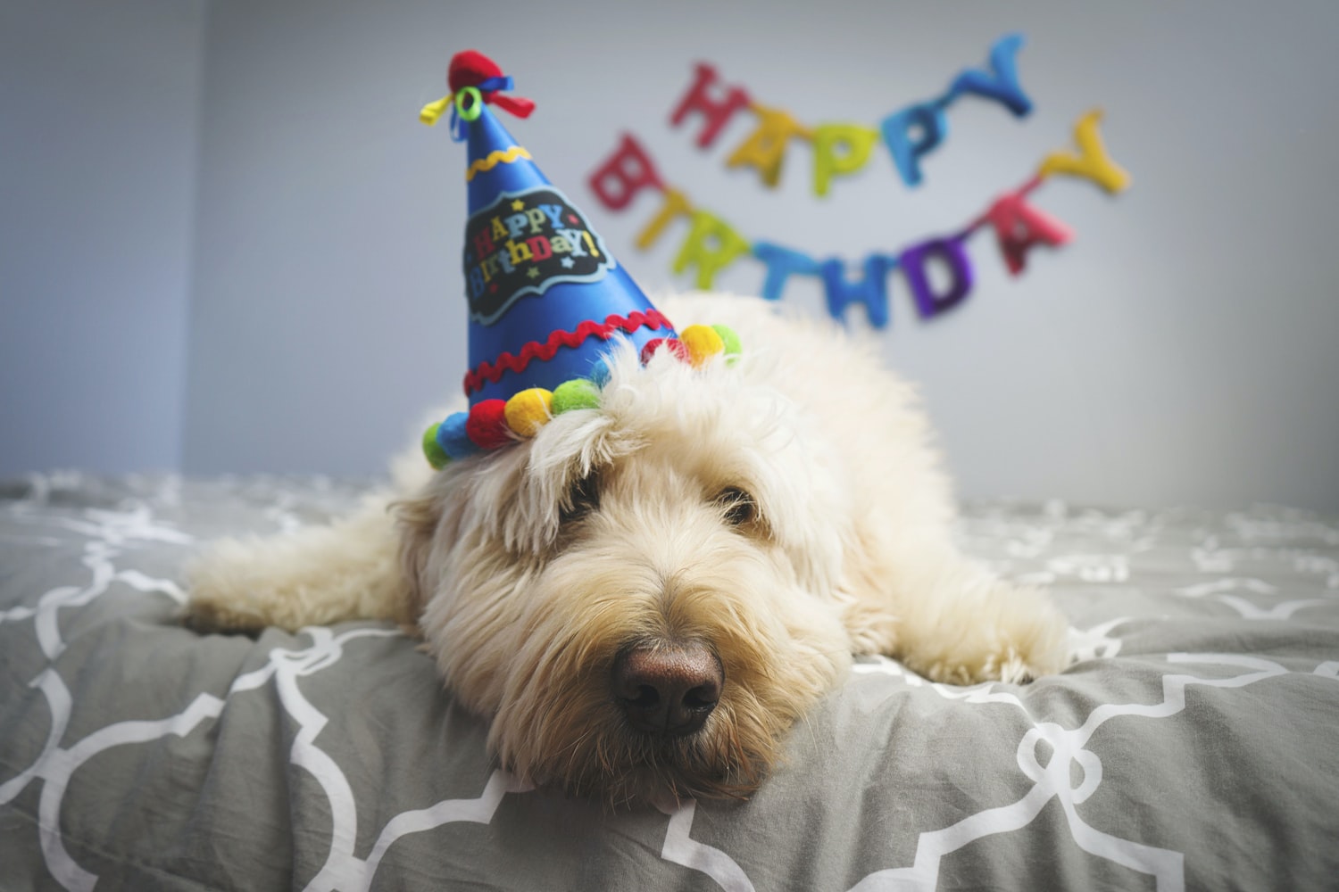 Dog Birthday2 1 Party